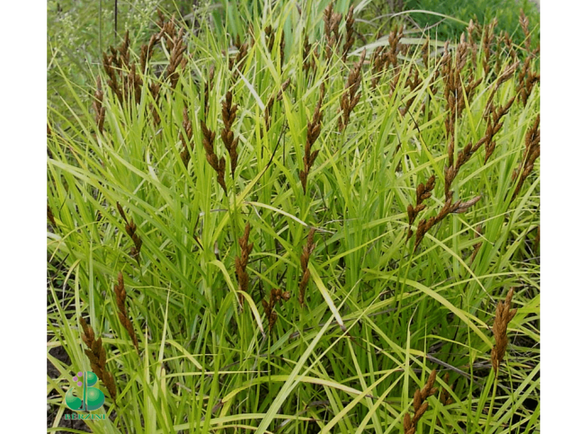 Carex muskingumensis   'Variegata'